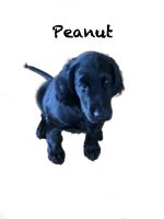 Peanut der Schulhund